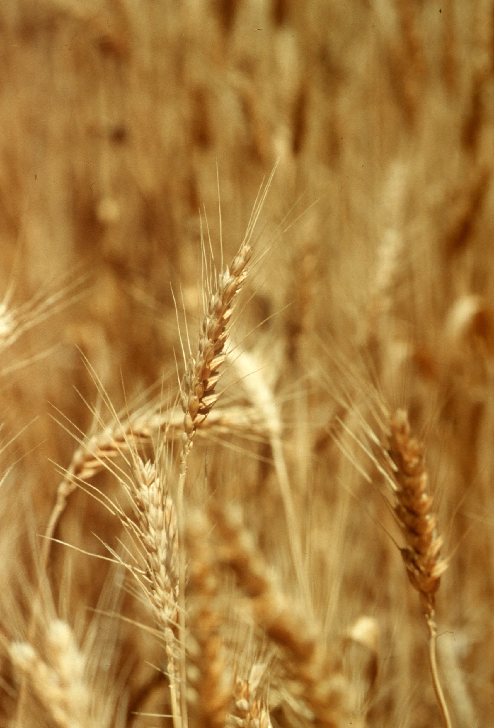 Wheat ready for the agricultural supply chain